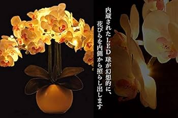 Amazon | やまこう ルーミールミナス 胡蝶蘭 お祝い 実用的